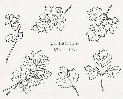 Cilantro Illustration, Cilantro Drawing, Cilantro Tattoo, Flower Sketching, Cilantro Plant, Herbal Garden, 6 Elements, Svg Clip Art, Leaf Outline