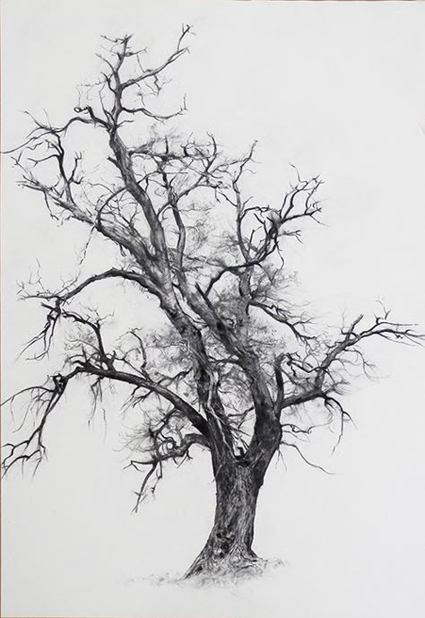 Branches on Behance Tree Drawing Charcoal, Branches Drawing Sketch, Branch Tree Drawing, Detailed Tree Drawing, How To Draw Tree Branches, Fallen Tree Drawing, Trees Sketching, Charcoal Tree Drawing, Tree Branches Drawing