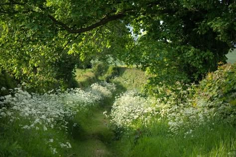 Bookmarks / Twitter Flower Forest Aesthetic, Flower Forest, Earth Baby, Forest Aesthetic, Garden Aesthetic, Cottagecore Aesthetic, Nature Aesthetic, Pretty Places, Heaven On Earth