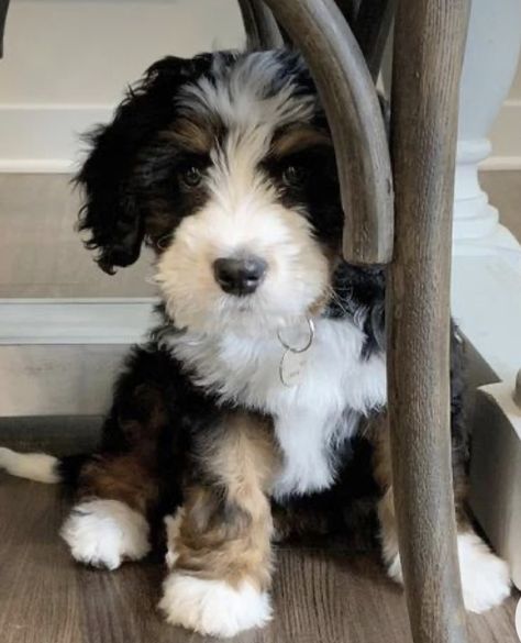 Bernadoodle Puppy, Mini Bernedoodle, Bernedoodle Puppy, Australian Shepherds, Companion Dog, Doodle Dog, Irish Setter, Therapy Dogs, Cute Dogs And Puppies