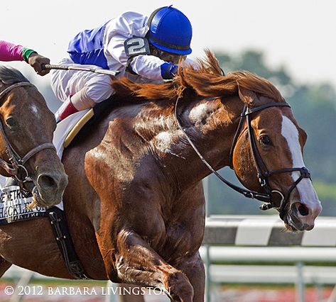 Gorgeous photo, one of my favorite horses.  Barbara Livingston | Daily Racing Form Horse Jockey, Horse Anatomy, Thoroughbred Horse Racing, Race Horse, Sport Of Kings, Racing Photos, Race Horses, Thoroughbred Horse, All The Pretty Horses