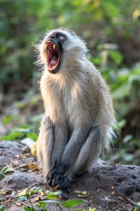 Vervet Monkey Yawning / Vervet qui bâille / Image by Wayne Robins from 500px Vervet Monkey, Semester 2, A Monkey, African Wildlife, Primates, Animals Of The World, Robins, Koala Bear, Monkeys