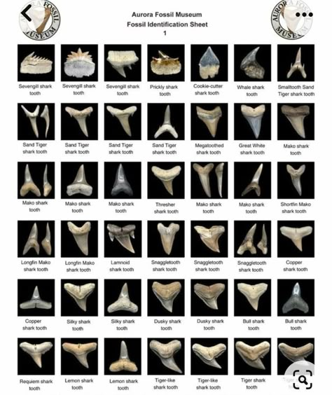 Shark Teeth Chart, Anatomy Of A Shark, Salmon Shark, Sharks With Human Teeth, Shark Species Chart, Shark Anatomy, Different Types Of Shark Teeth, Biology Drawing, Oceanography Marine Biology