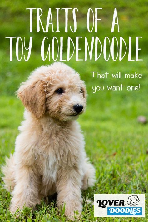 Toy Golden Doodle Puppy, Toy Golden Doodle, Goldendoodle Training, Toy Goldendoodle, Mini Goldendoodles, Good Character Traits, Emotional Support Dog, Good Traits, House Training Dogs