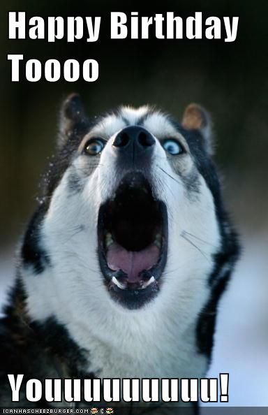 Happy Birthday Toooo  Youuuuuuuuu! Happy Birthday Wolf, Happy Birthday Funny Dog, Happy Birthday Animals, Happy Birthday Dog, Husky Funny, Happy Birthday Greetings Friends, Funny Puns Jokes, Birthday Wishes Funny, Happy Birthday Meme