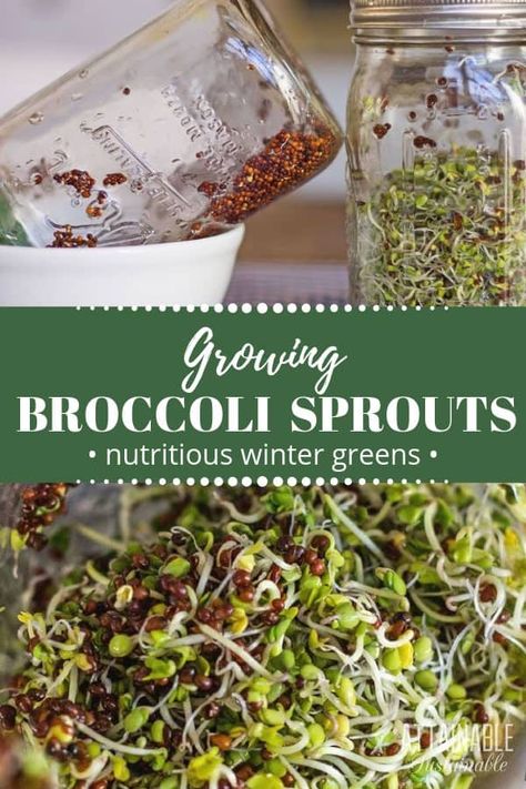 How To Grow Broccoli, Grow Broccoli, Microgreens Growing, Attainable Sustainable, Growing Broccoli, Growing Sprouts, Urban Homestead, Broccoli Seeds, Herbs Garden