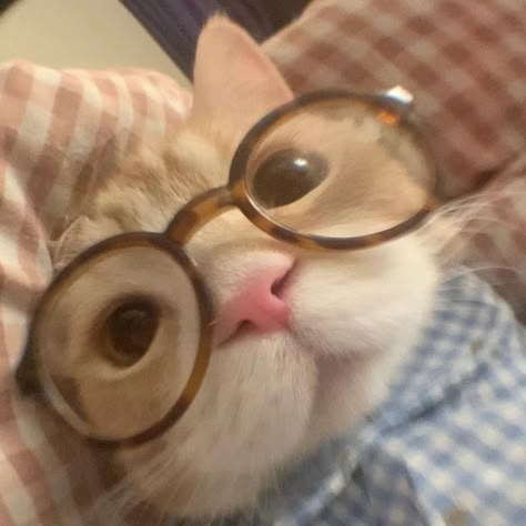 Cat Wearing Glasses, Cat With Glasses, Funny Looking Cats, Cat Profile, Ninja Cats, Silly Cats Pictures, Cute Cats Photos, Cat Icon, Cat Owner