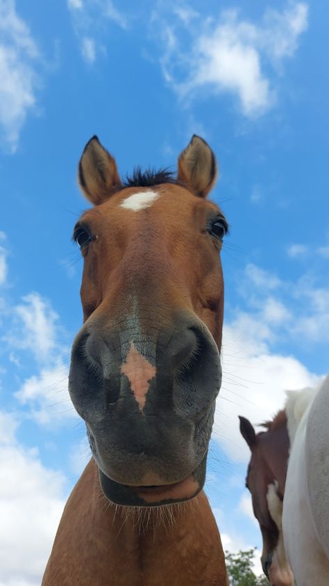 Horse Couple Aesthetic, Wallpaper Iphone Horse, Aesthetic Horse Wallpaper Iphone, Horses Wallpaper Iphone, Cute Horse Wallpapers, Horse Iphone Wallpaper, Horse Aesthetic Wallpaper, Horse Wallpaper Iphone, Equestrian Wallpaper