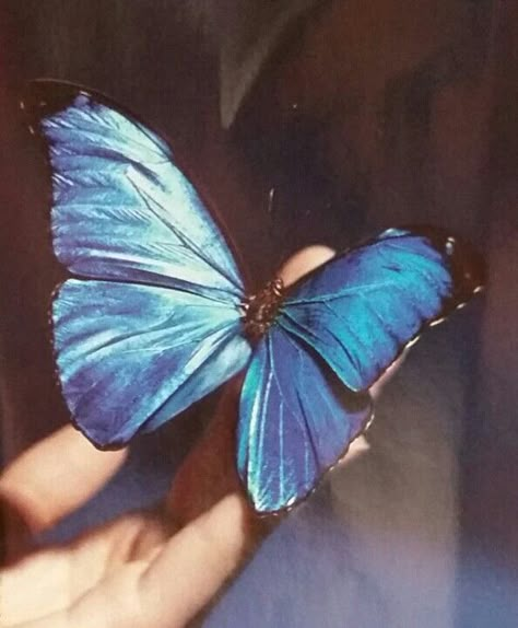 Beautiful Bright Blue Butterfly Butterfly Hair Pin, Givenchy Perfume, Natural Perfume, Butterfly Hair, Hair Pin, A Butterfly, Blue Butterfly, Givenchy, Labradorite