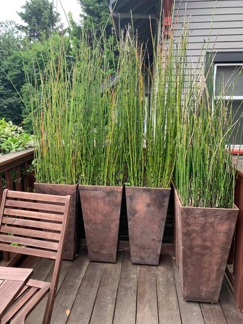 Horsetail Reed, Plants