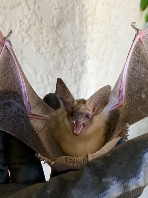 Pallid Bat (Antrozous pallidus) Pallid Bat, Santa Paula, Bat, Quick Saves