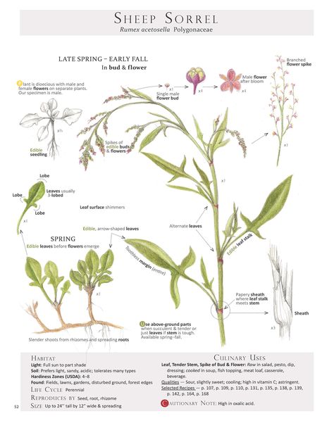 From Foraging & Feasting: A Field Guide and Wild Food Cookbook by Dina Falconi; illustrated by Wendy Hollender. Wendy Hollender, Pencil Reference, Sheep Sorrel, Wild Foraging, Illustration Botanical, Edible Wild Plants, Magical Herbs, Wild Edibles, Plant Identification