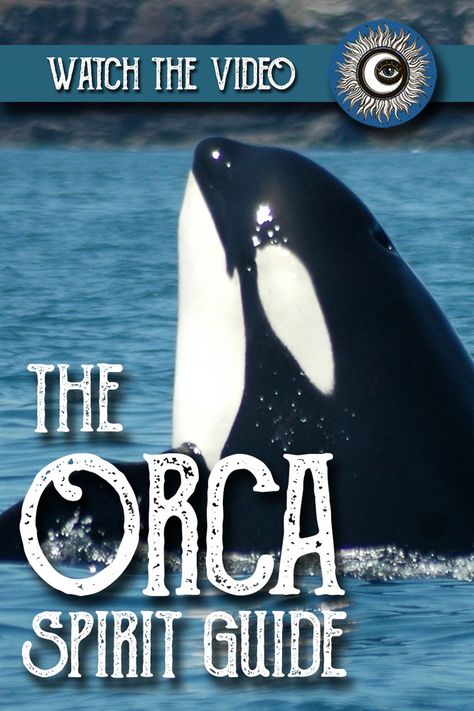 WATCH THE VIDEO:
Orca Spirit Guide Meaning - Ask the Spirit Guides Oracle Orca Spirit Animal Meaning, Magical Crafting, Orca Art, Spirit Animal Meaning, Totem Animals, Animal Meanings, Animal Spirit Guide, Totem Animal, Animal Spirit Guides