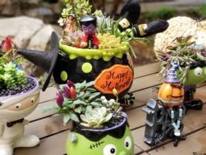 Halloween Succulent Arrangements, Halloween Succulents, Garden Checklist, Spooky Characters, Succulent Varieties, Pumpkin Varieties, Halloween Wishes, Colorful Succulents, Pepper Plants