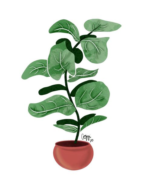 Cozzi Design on Instagram: ��“This fiddle leaf fig is one of my favorite plants! I was looking at the one in my home while drawing this. 🌱 Etsy: CozziDesign (link in…” Fig Illustration, Fig Drawing, Fiddle Fig, Man Illustration, Fiddle Leaf, Fiddle Leaf Fig, Plant Art, My Home, Fig