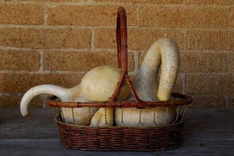 Paint swan neck gourds. Swan Gourds, Make A Bird House, Make A Bird, Large Bird Houses, Gourds Birdhouse, Decorative Gourds, Bird House Kits, Bird Aviary, Gourds Crafts