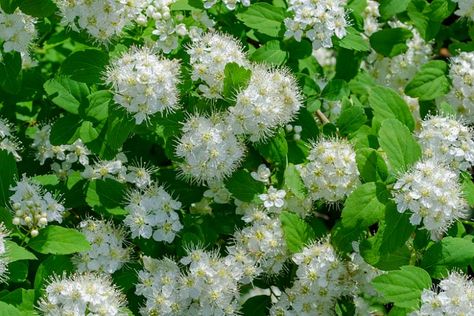 Spiraea Betulifolia, Birchleaf Spirea, Spirea Shrub, Fragrant Garden, Tiny White Flowers, Purple Shades, Foundation Planting, Planting Shrubs, Low Maintenance Landscaping