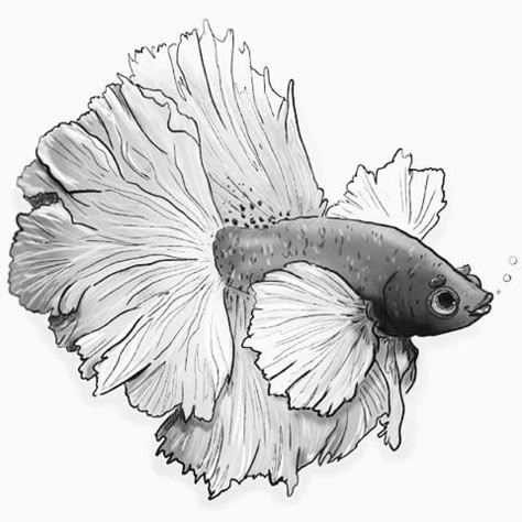 Betta Fish Drawing, Beta Fish Drawing, Betta Fish Tattoo, Koi Fish Drawing, Fish Drawing, Koi Art, Carpe Koi, Watercolor Fish, Fish Drawings