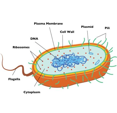 Picture Bacterial Cell Structure, Bacterial Cell, Nuclear Membrane, Cell Diagram, Cell Theory, Prokaryotic Cell, Cell Parts, Cell Organelles, Eukaryotic Cell