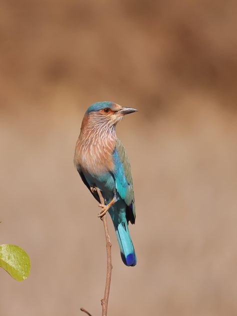 Indian Roller Bird, Roller Bird, Birds, Animals, Quick Saves, Art