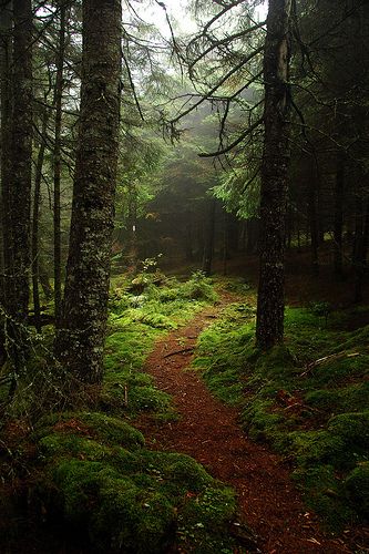 Fundy Footpath, New Brunswick, Canada, 2008 by marc_guitard, via Flickr Daydream Aesthetic, Fundy National Park, Summer Nostalgia, New Brunswick Canada, Eastern Canada, Forest Path, Loire Valley, Walk In The Woods, New Brunswick