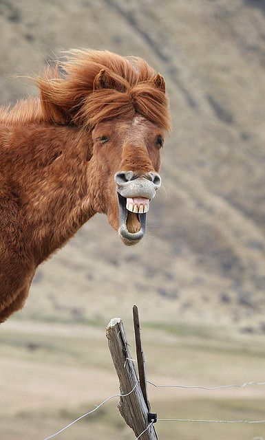 cheval Laughing Horse, Funny Animal Faces, Smiling Animals, Baby Farm Animals, Funny Horses, Brown Horse, Funny Horse, Happy Animals, Animal Faces