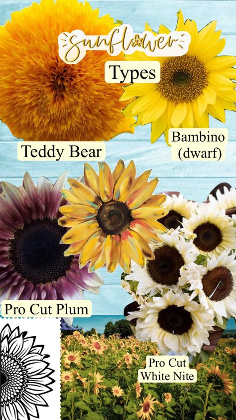 A few sunflower varieties for your cut flower garden #gardening #sunflowers #flowergarden Sunflower Varieties, Cut Flower Garden, Flower Garden, Plum, Sunflower, Teddy Bear, Sun