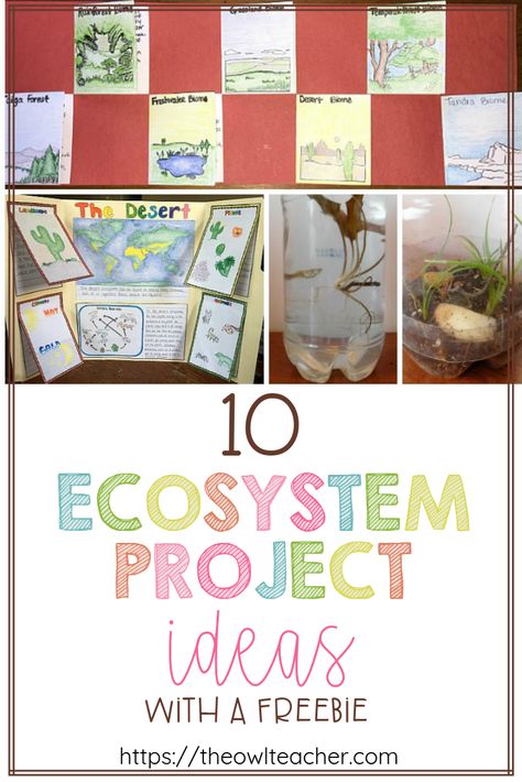 Engage your students with these 10 ecosystem project ideas for your elementary science class and grab a FREEBIE to get started! Ecosystem Project Ideas, Teaching Ecosystems, Ecosystem Project, Ecosystem Activities, Biomes Project, Ecology Projects, Ecosystems Projects, Science Computer, Science Board