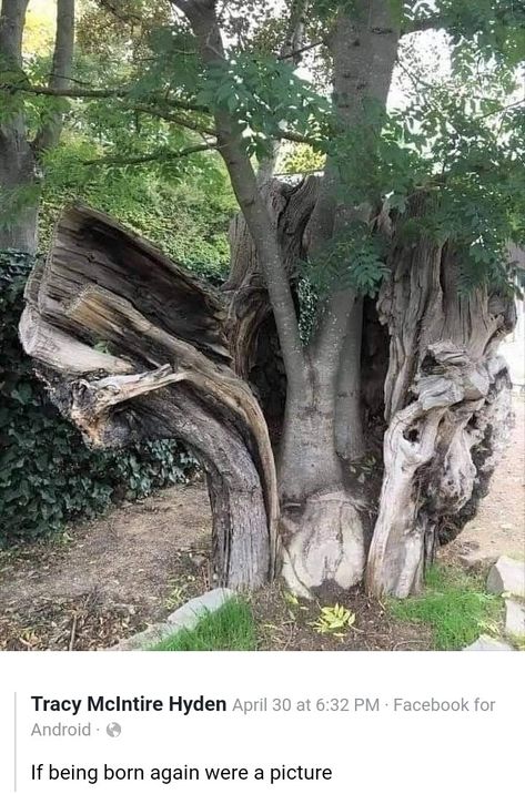 Weird Trees, Ancient Forest, Ancient Tree, Do It Anyway, Unique Trees, Kids Behavior, Tree Hugger, Nature Tree, Beautiful Tree