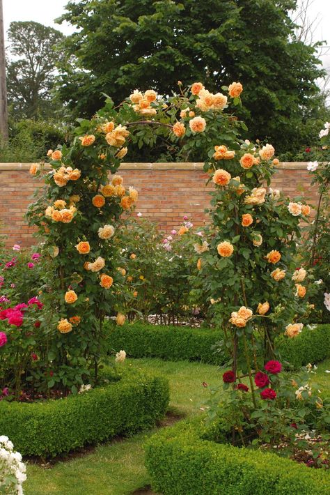 Rose Garden Landscape, Rose Garden Design, Hgtv Garden, نباتات منزلية, Fragrant Roses, Garden Arches, Garden Shrubs, Garden Pictures, Princess Margaret