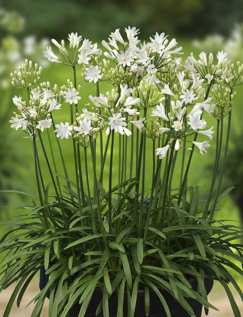 Moon Garden, Patio Plants, White Gardens, Gorgeous Gardens, Green Garden, Front Garden, Dream Garden, Small Garden, Backyard Garden