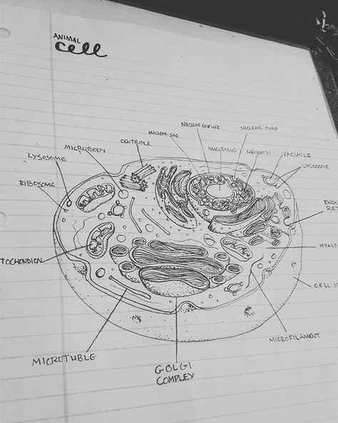 I'm sick so I drew a diagram of an animal cell. #gettingaheadinschool Biology Drawing Ideas, Animal Cell Drawing, Cell Biology Notes, Cell Drawing, Animal Cell Project, Biology Drawing, Cell Project, Biology Diagrams, Cells Project