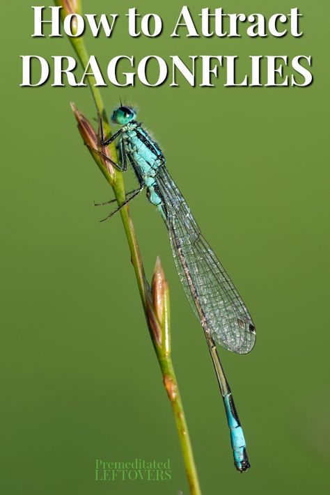 Dragonfly Plants, Dragonfly Garden, Plants For Dragonflies, How To Attract Dragonflies, Attract Dragonflies, Plants That Attract Dragonflies, Dragon Fly Habitat, Attracting Dragonflies, How To Attract Dragonflies To Your Yard