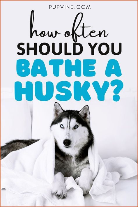 Husky Bath, Husky Shedding, Husky Grooming, Husky Puppy Training, Husky Facts, Siberian Husky Facts, Husky Colors, Malamute Husky, Husky Owner