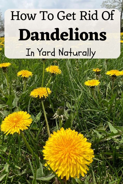 Dandelions taking over your lawn? Learn how to get rid of dandelions in yard using natural and chemical control methods. We cover the best ways to remove dandelions for good. Get Rid Of Dandelions, Edging Lawn, Lawn Problems, Lawn Leveling, Lawn Care Schedule, Lawn Pests, Lawn Alternatives, Weeds In Lawn, Diy Lawn