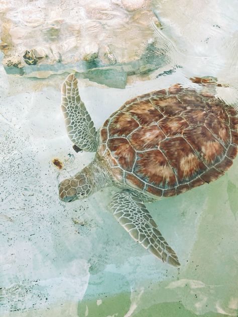 aesthetic turtle picture!!🐢☀️🌊🏝️👙🐚 Aesthetic Turtle, Wallpaper Widget, Royal Caribbean Cruise, Summer Wallpaper, Beach Girl, Summer Activities, Sea Turtle, Beach Vacation, Adventure Travel