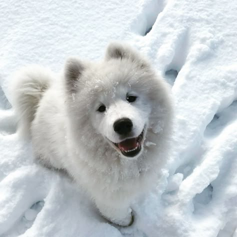 Samoyed Cute Teacup Puppies, Samoyed Puppy, Very Cute Puppies, Cutest Dogs, Samoyed Dogs, Super Cute Puppies, Therapy Animals, Teacup Puppies, Fluffy Dogs