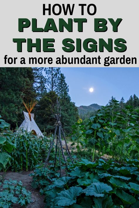 Astrology Gardening, Abundant Garden, Horoscope Signs Dates, Astrology Signs Dates, Killing Weeds, Kitchen Gardening, Companion Gardening, Do It For Yourself, Harvesting Herbs