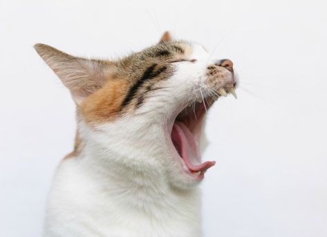 Oral Masses (Malignant and Benign) in Cats. Cat Open Mouth Drawing, Cat Head Side View, Cat Open Mouth, Cat Looking To The Side, Cat Hissing References, Cat Mouth Open, Cat With Mouth Open Drawing, Fish With Open Mouth, Open Mouth Drawing