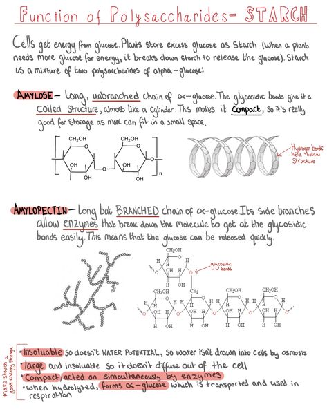 Polysaccharides Notes, A Level Biology Notes, Alevel Biology, A Level Biology Revision, Speech Therapy Activities Elementary, Nursing School Studying Cheat Sheets, Biochemistry Notes, Bio Notes, Biology Revision