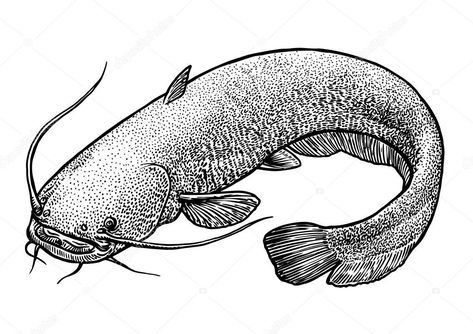 Musky Fish Drawing, Catfish Drawing, Catfish Tattoo, Catfish Fish, Fish Sketch, Whale Drawing, Sketch Icon, Catfish Fishing, Drawing Realistic