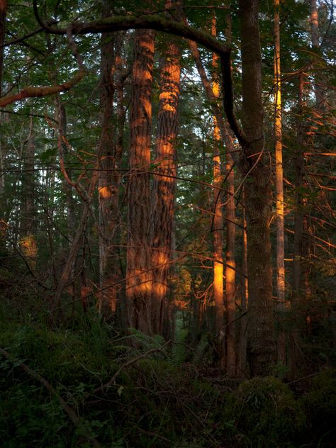 Villain Protagonist, Jesse Core, Hazel Eyes Aesthetic, Green And Brown Aesthetic, Jesse Balmer, Grounded Aesthetic, Golden Hour Forest Aesthetic, Pender Island, Forest Sunrise Aesthetic