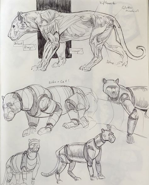 Panther Anatomy, Panther Reference, Drawing Big Cats, Lion Anatomy, Panther Drawing, Feline Anatomy, Drawing Topics, Graphic Novel Illustration, Lion Portrait