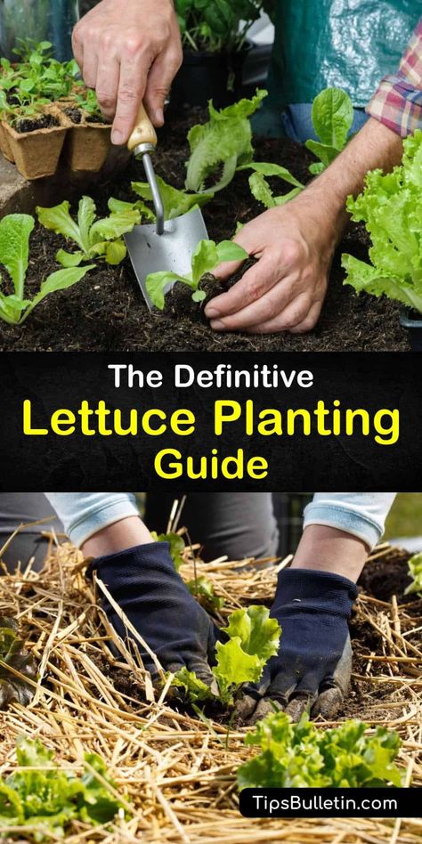 How To Plant Lettuce, Planting Lettuce Seeds, When To Plant Lettuce, Plant Lettuce, Romaine Lettuce Growing, Lettuce Growing, Planting Lettuce, Lettuce Vegetable, Homegrown Vegetables