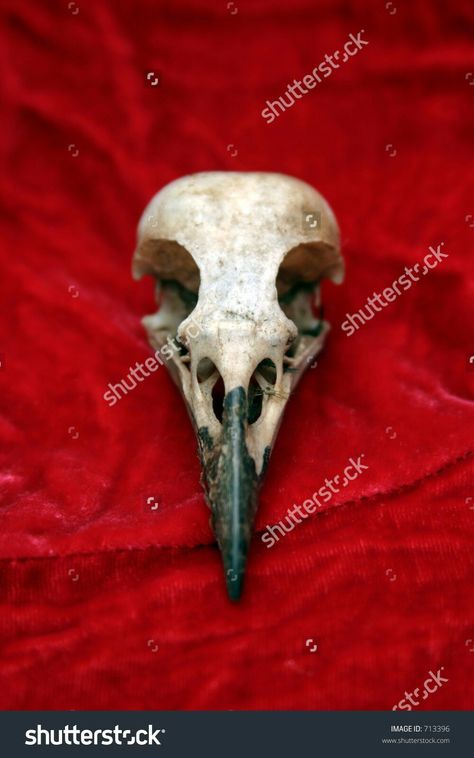 Raven Skull Reference, Crow Skull Reference, Crow Skull Drawing, Crow Skull Tattoo, Bone Reference, Eagle Skull, Skull Anatomy, Skull Reference, Cats Art Drawing