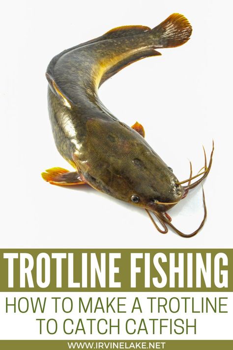 Catfish Fishing Rigs, Trotline Fishing, Catfish Trap, Homemade Catfish Bait, Best Catfish Bait, Jug Fishing, Best Bass Fishing Lures, Catfish Rigs, Fishing Catfish