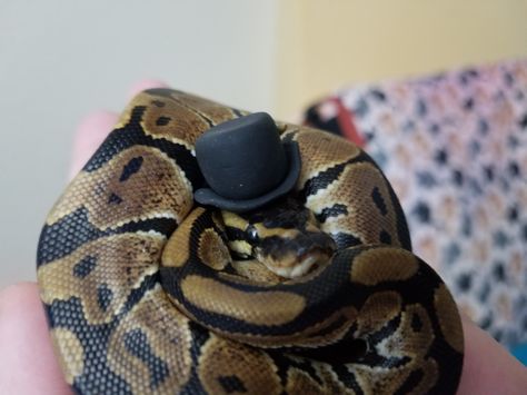 Cute baby ball python in a hat.  His name is boop noodle <3 Snakes With Hats, Baby Ball Python, Ball Python Care, Pet Halloween Costume, Snake Terrarium, Pet Aesthetic, Bearded Dragon Cute, Pretty Snakes, Halloween Ball