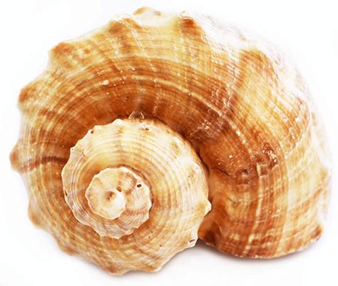 Sensory Stories, Hermit Crab Shells, Hermit Crab, Sea Shell, Crab, Sea Shells, Nautical, Shells, Pet Supplies