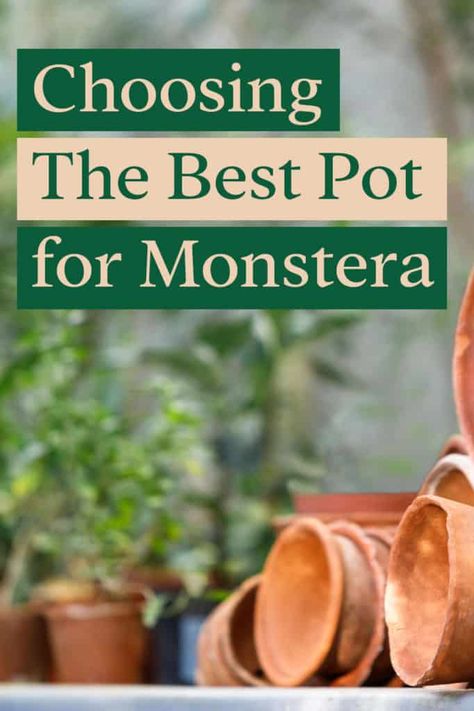 Potting Monstera Deliciosa, Pot For Monstera Plant, Best Pot For Monstera, Monstera Plant Pot Ideas, Monstera Pot Ideas, Monstera Plant Pot, Monstera Plant Aesthetic, Potted Monstera Plant, Monstera Pot