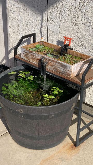 Diy Container Pond, Outdoor Aquarium, Outdoor Fish Ponds, Green Wall Garden, Small Water Gardens, Fish Aquarium Decorations, Fish Tank Themes, Container Water Gardens, Patio Pond